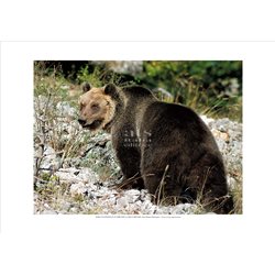 MARSICAN BROWN BEAR Ursus Arctos Marsicanus