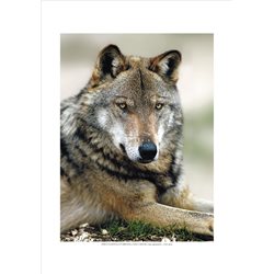 APPENINE WOLF Canis Lupus