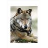 APPENINE WOLF Canis Lupus