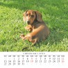 Calendar 8x8 cm PUPPIES